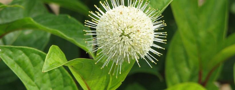 CEPHALANTHUS OCCIDENTALIS `FIBER OPTICS`