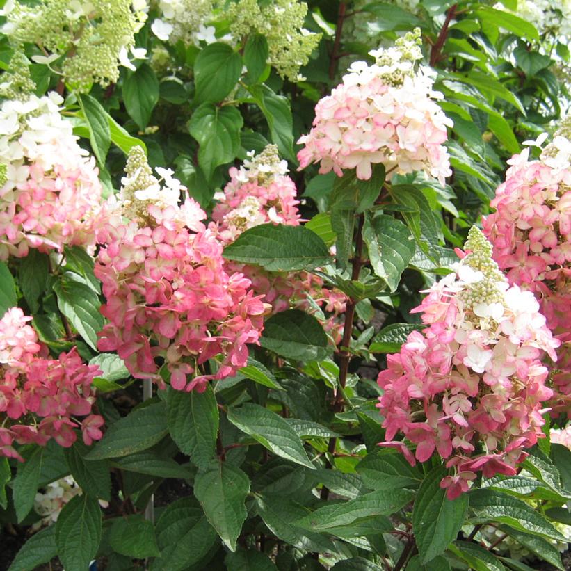 HYDRANGEA PAN. `FLARE`