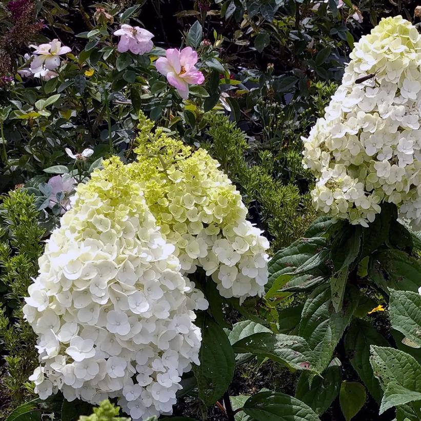 HYDRANGEA PAN. `MOONROCK`