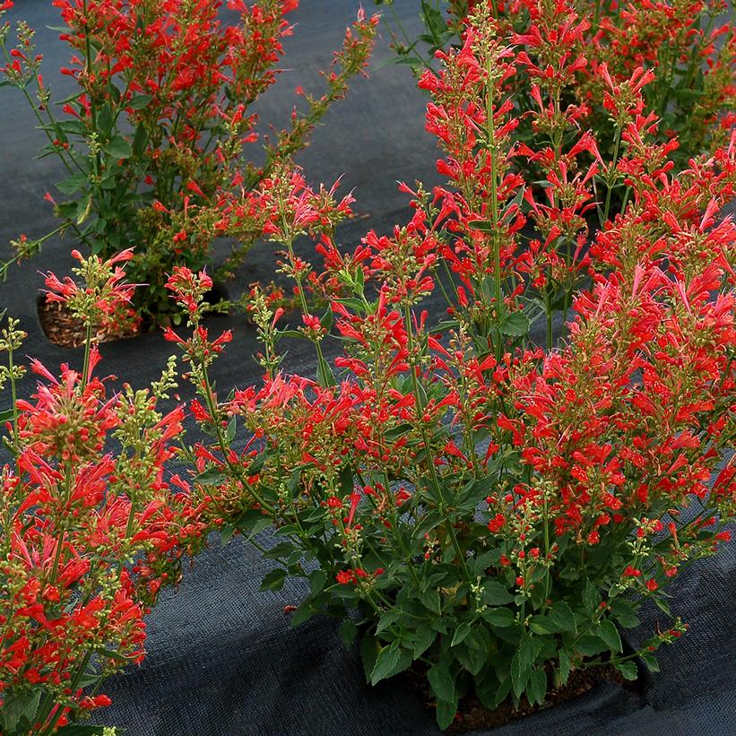 AGASTACHE `KUDOS RED`