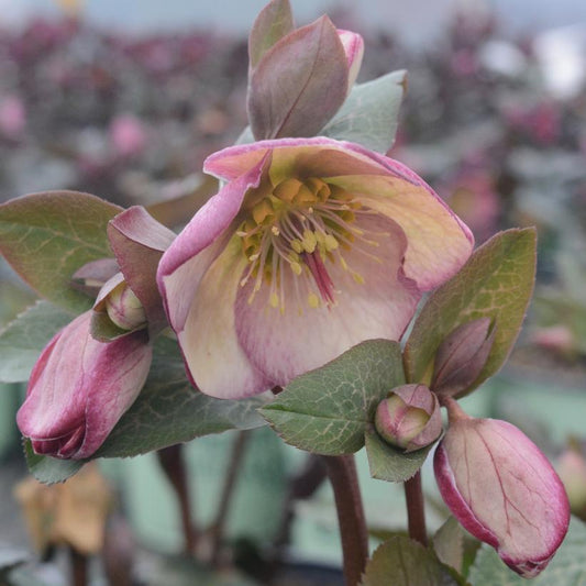 HELLEBORUS X FROSTKISS `GLENDA`S GLOSS`