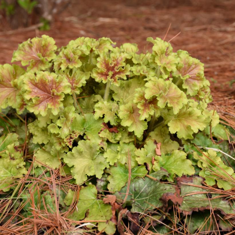 HEUCHERA DOLCE `APPLE TWIST`