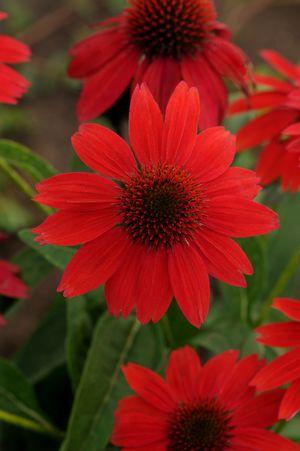 ECHINACEA SOMBRERO `SALSA RED`