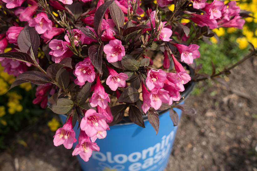 WEIGELA X `STUNNER`