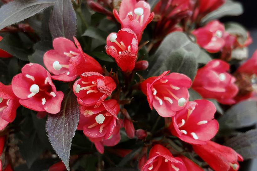 WEIGELA X `ELECTRIC LOVE`