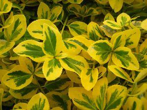 EUONYMUS FORTUNEI `GOLD SPLASH`