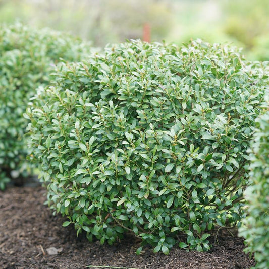 ILEX GLABRA `STRONGBOX`