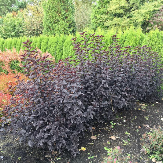 PHYSOCARPUS OP. `PANTHER`