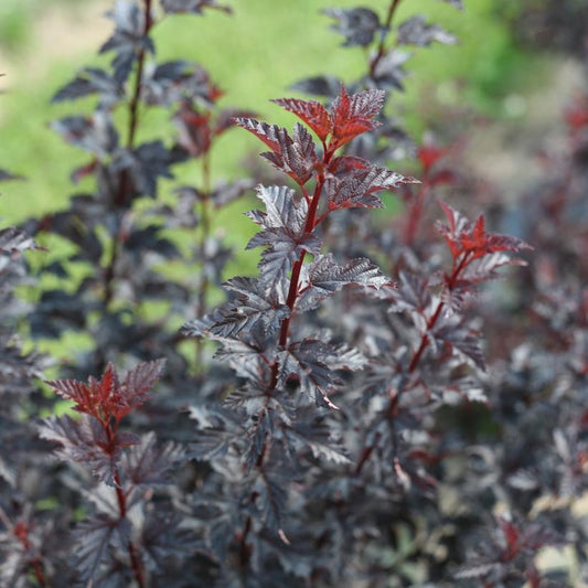 PHYSOCARPUS OP. `SUMMER WINE BLACK`