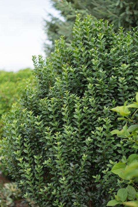 LIGUSTRUM `STRAIGHT TALK`