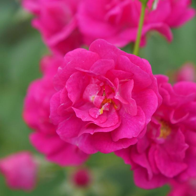 ROSA `OSO EASY PEASY`