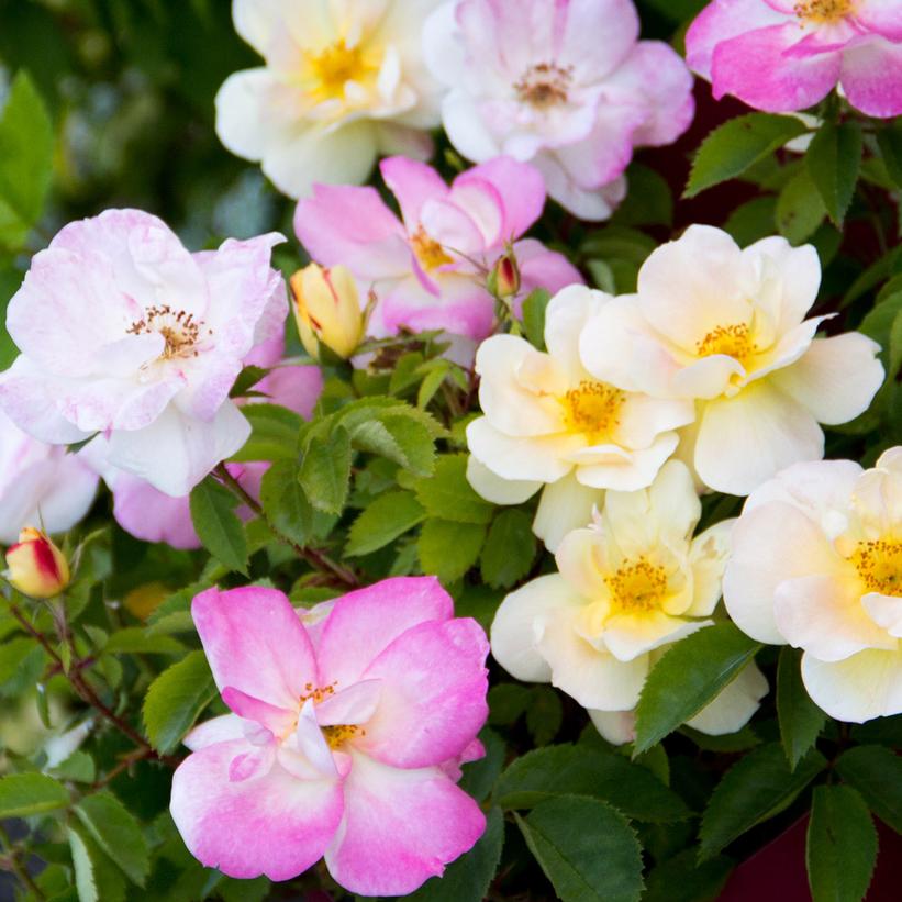 ROSA `PEACH LEMONADE`