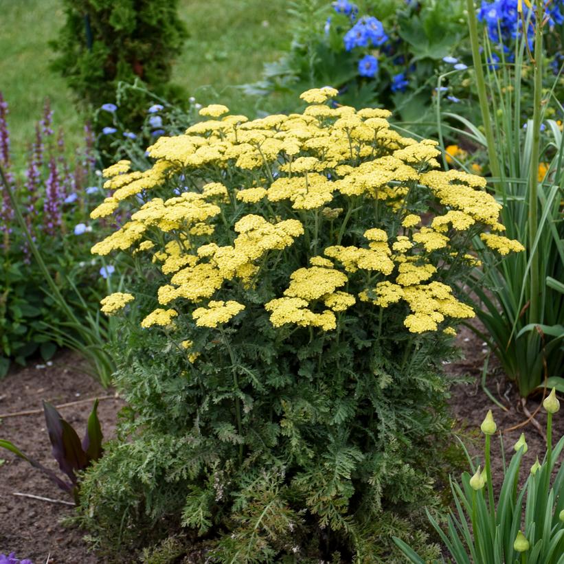 ACHILLEA `FIREFLY SUNSHINE`