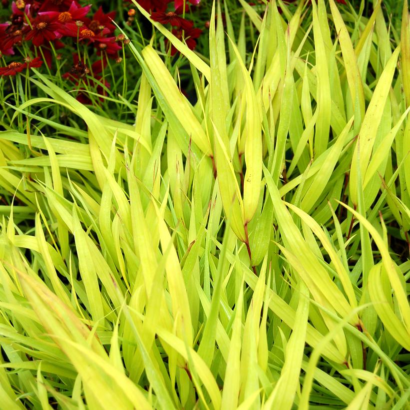 HAKONECHLOA MACRA `ALL GOLD`