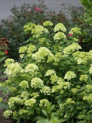HYDRANGEA PAN. `LITTLE LIME` - TREE