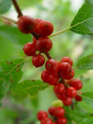ILEX VERTICILLATA `WINTER RED`