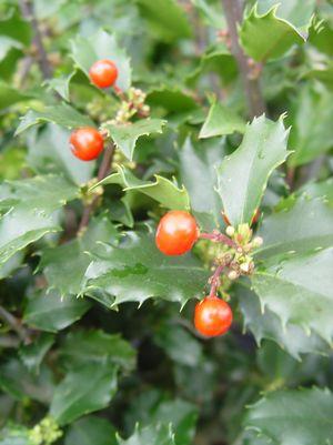 ILEX X MESERVEAE `BERRYIFIC`