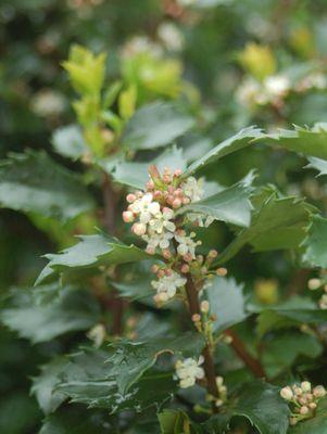 ILEX X MESERVEAE `BLUE PRINCE`