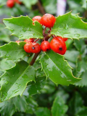 ILEX X MESERVEAE `BLUE PRINCESS`