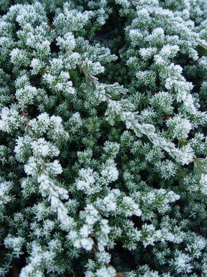 JUNIPERUS PROCUMBENS `NANA`