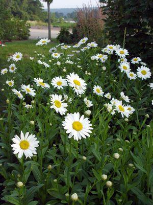LEUCANTHEMUM X SUPERBUM `BECKY`