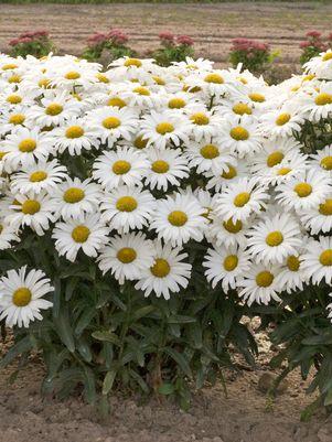 LEUCANTHEMUM AMAZING DAISIES `DAISY MAY`