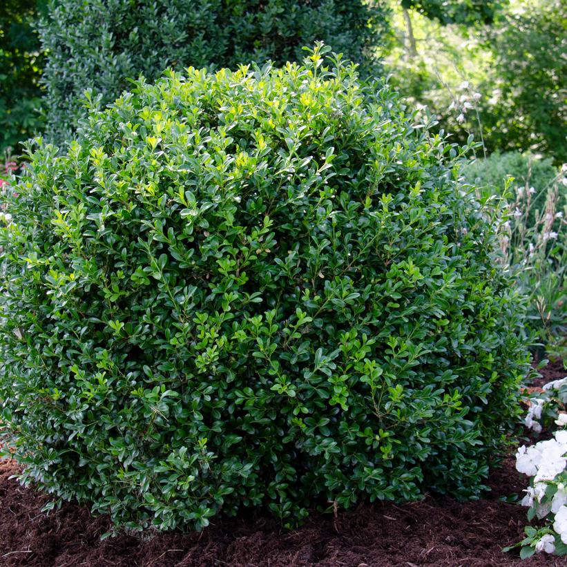 BUXUS NEWGEN `INDEPENDENCE`