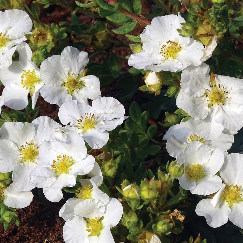 POTENTILLA `BELLA BIANCA`