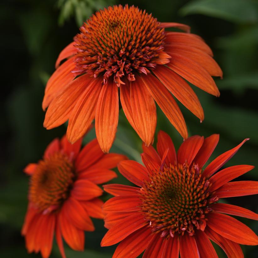 ECHINACEA SOMBRERO `FIESTA ORANGE`