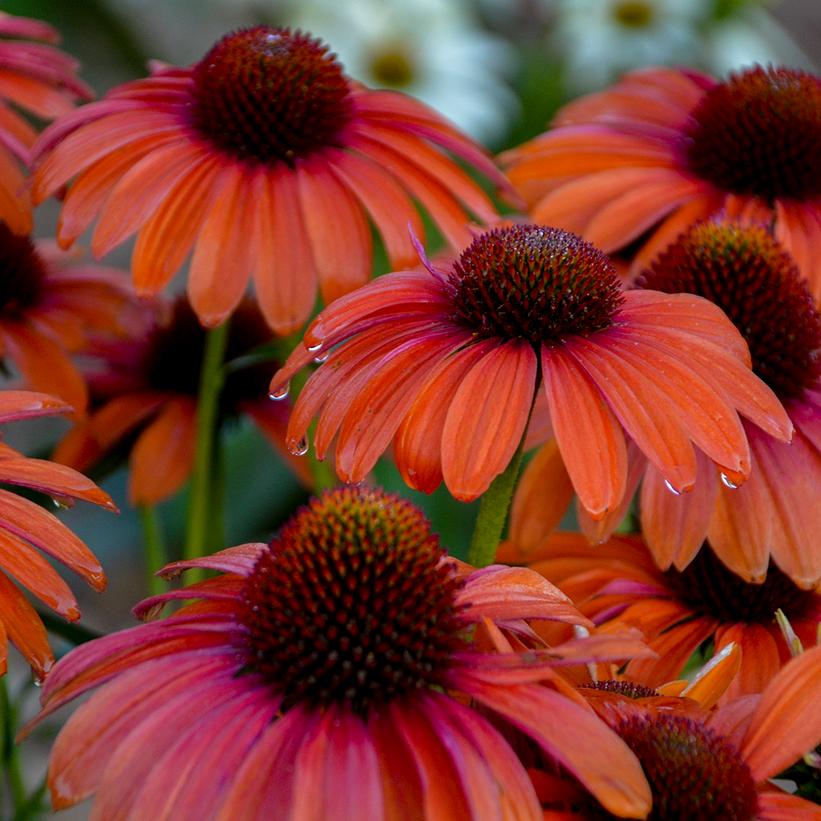 ECHINACEA COLOR CODED `ORANGE YOU AWESOME`
