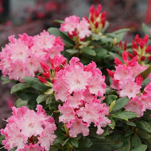 RHODODENDRON `DANDY MAN COLOR WHEEL`