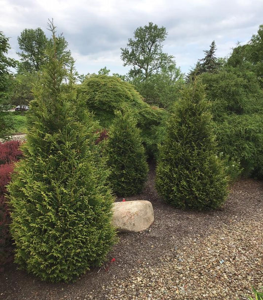 THUJA `JUNIOR GIANT`