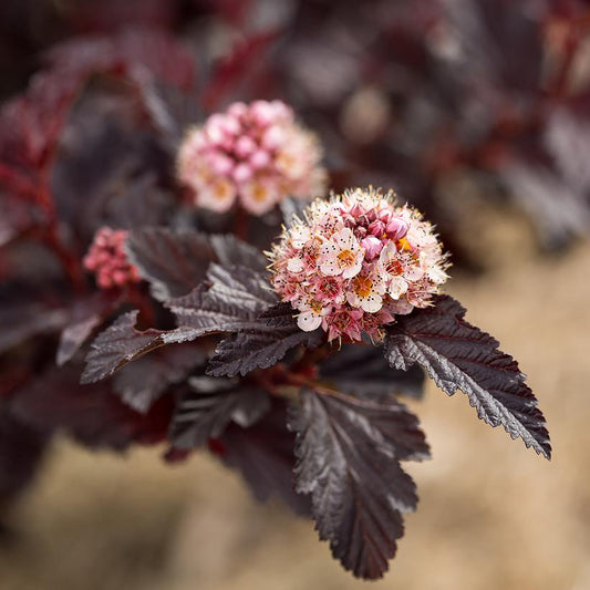 PHYSOCARPUS OP. `FIRESIDE`
