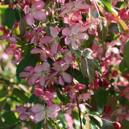 MALUS FIRST EDITION `RUBY TEARS`