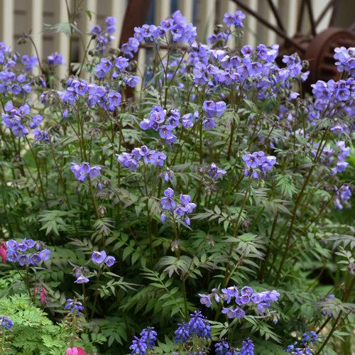 POLEMONIUM `HEAVEN SCENT`