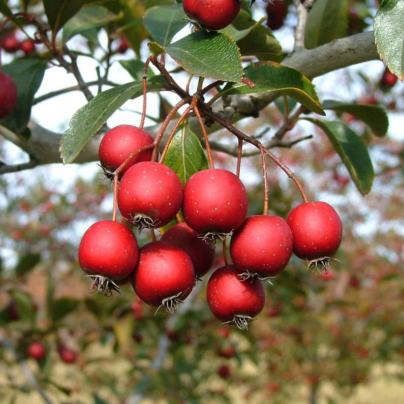 CRATAEGUS CRUSGALLI `CRUSADER`