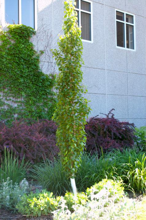 BETULA PLATYPHYLLA `PARKLAND PILLAR`