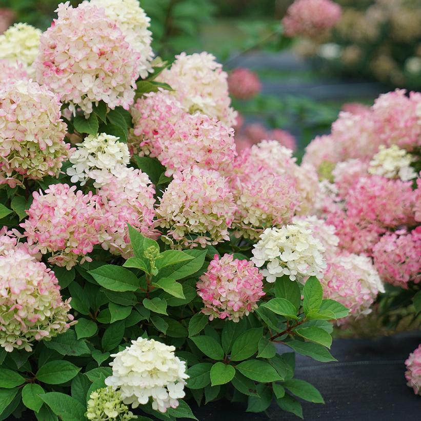 HYDRANGEA PAN. `FIRE LIGHT TIDBIT`