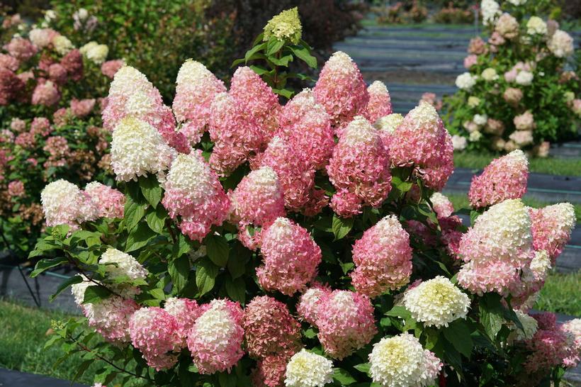 HYDRANGEA PAN. `QUICK FIRE FAB`