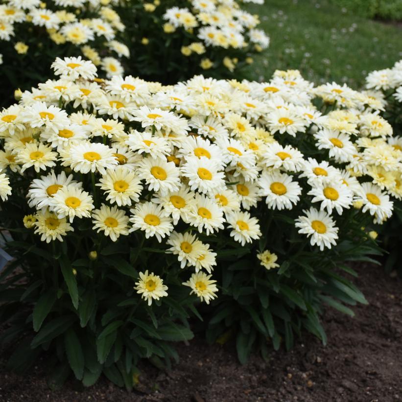LEUCANTHEMUM AMAZING DAISIES `BANANA CREAM II`