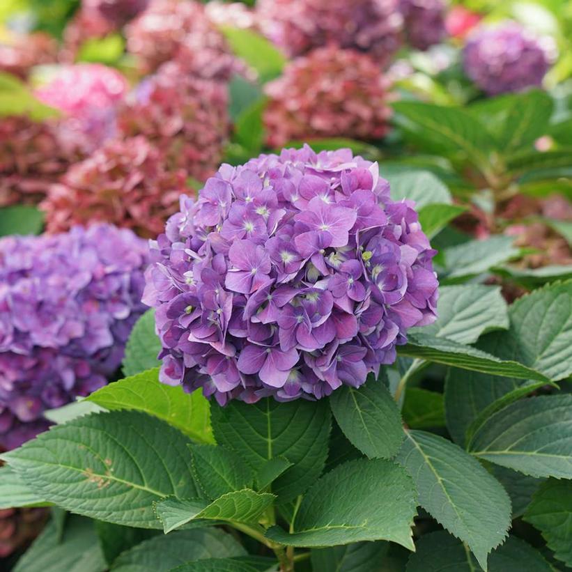HYDRANGEA M.S. L.D. `ARRIBA`