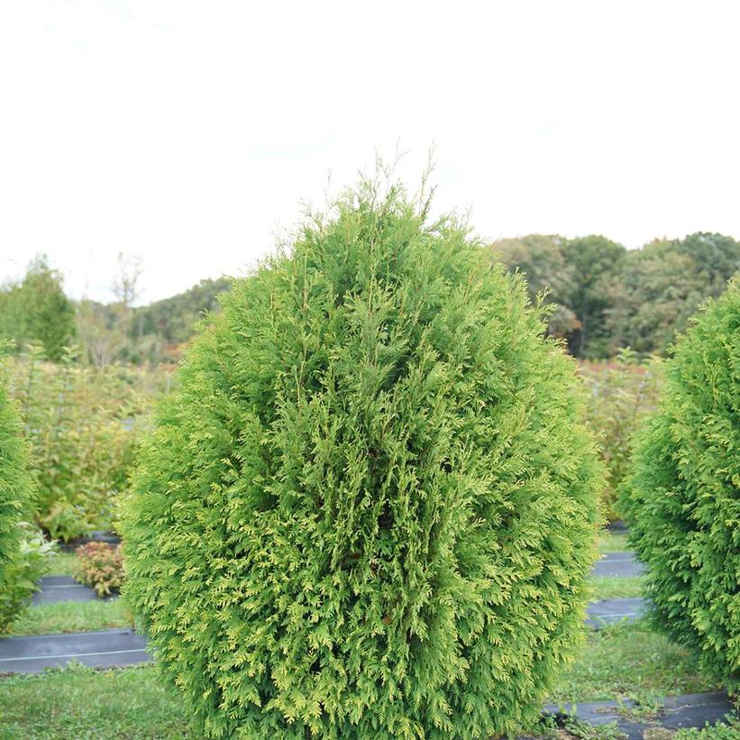 THUJA OCCIDENTALIS `CHEER DROPS`