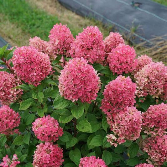 HYDRANGEA PAN. `LITTLE LIME PUNCH`