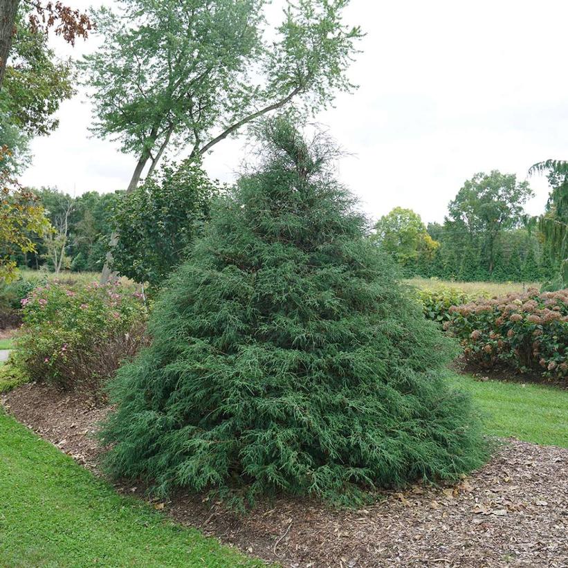 CHAMAECYPARIS LAWSONIANA  `HAYWIRE`