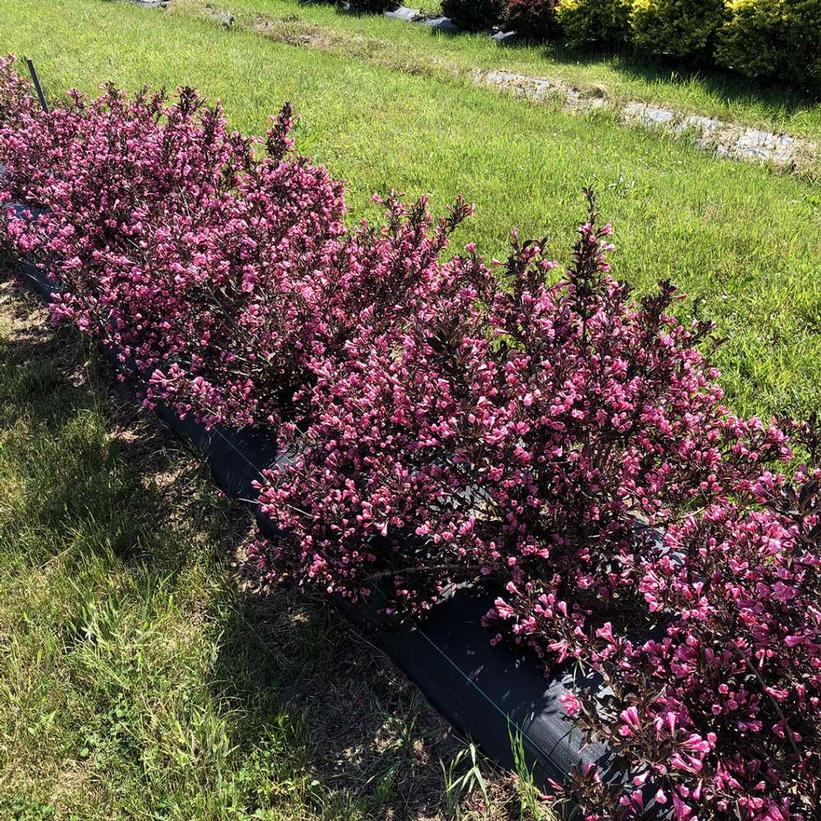 WEIGELA FLORIDA `VERY FINE WINE`