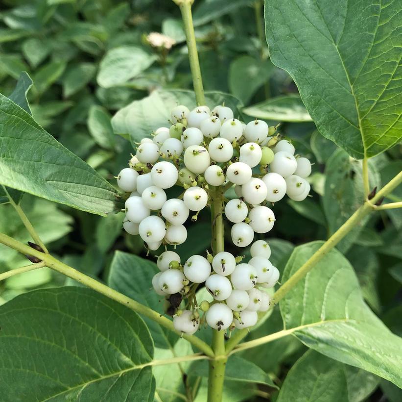 CORNUS STOLONIFERA `ARCTIC FIRE YELLOW`