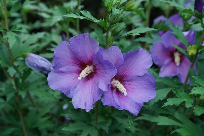 HIBISCUS SYR. PARAPLU `VIOLET`