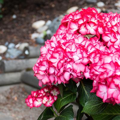 HYDRANGEA M `KIMONO`