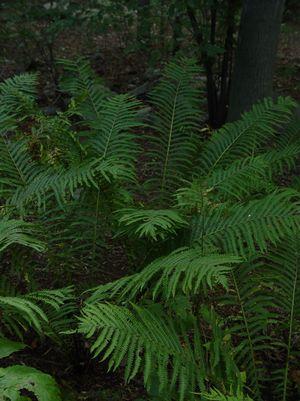 MATTEUCCIA STRUTHIOPTERIS
