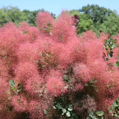 COTINUS COGGYGRIA `THE VELVET FOG`